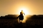 Picture of THE COWBOY