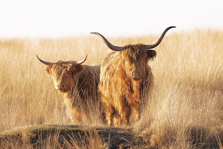 Picture of YOUNG AND OLD HIGHLANDER