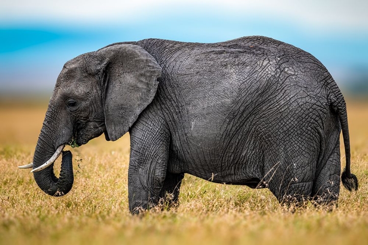 Picture of ELEPHANT