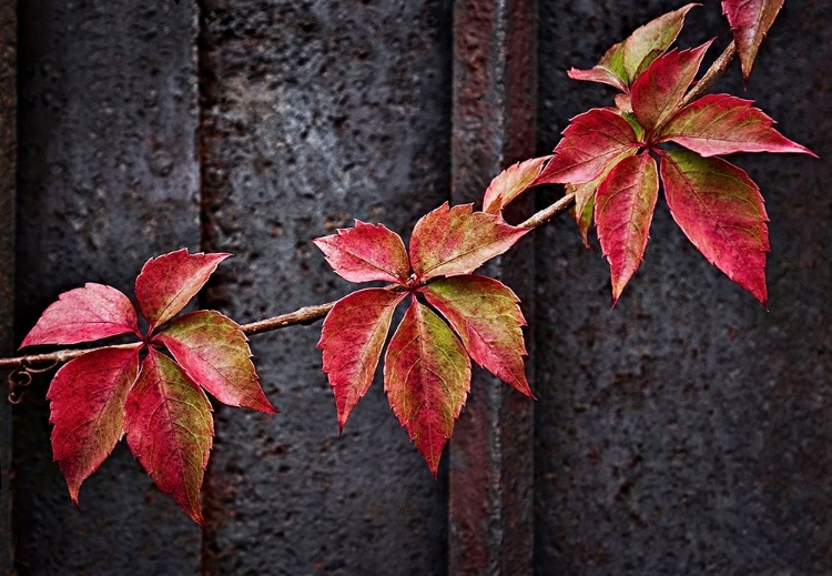 Picture of FALL COLORS