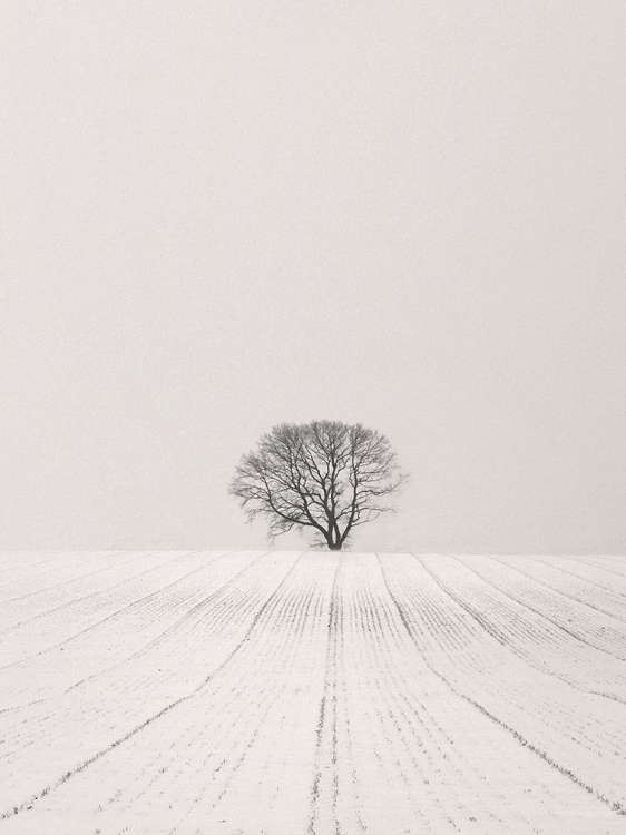 Picture of WHITE DESERT