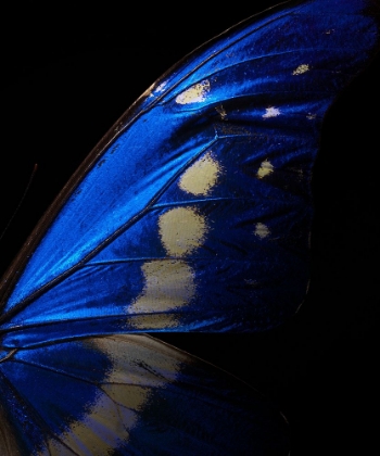 Picture of MORPHO