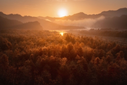 Picture of RED FOREST