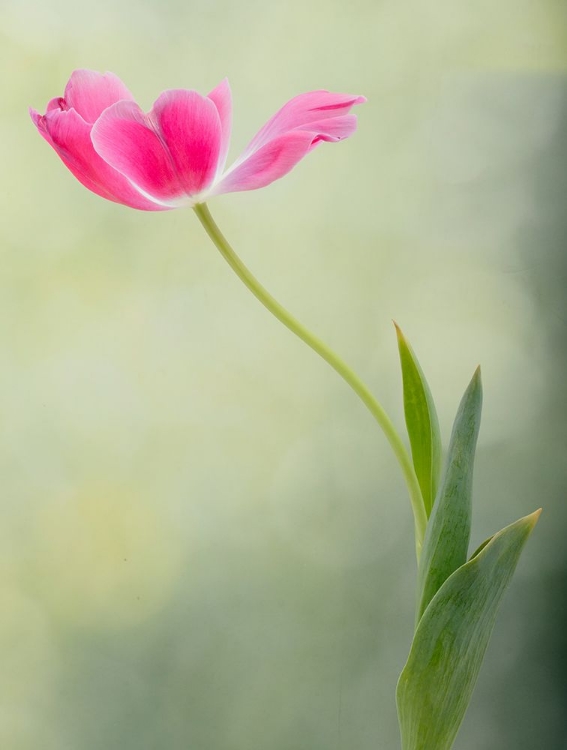 Picture of SPRING TULIP