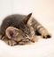 Picture of KITTEN
