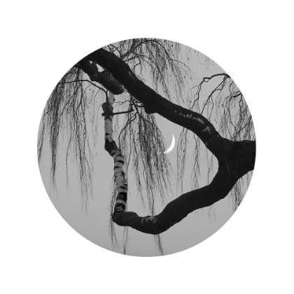 Picture of EARLY SPRING NO.2