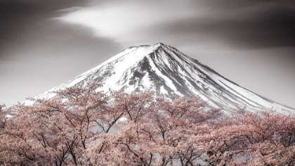 Picture of SAKURA FUJI