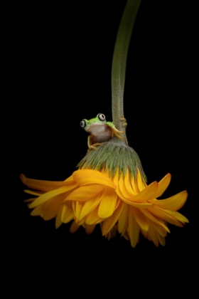 Picture of THE LEMUR TREE FROG AND THE GERBERA