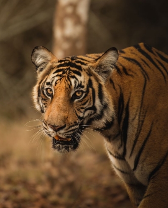 Picture of THE TIGER