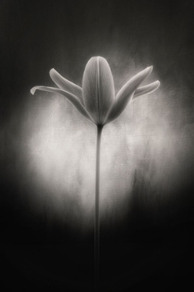 Picture of TULIP IN BLACK AND WHITE