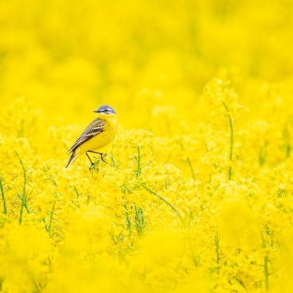 Picture of YELLOW WAGTAIL