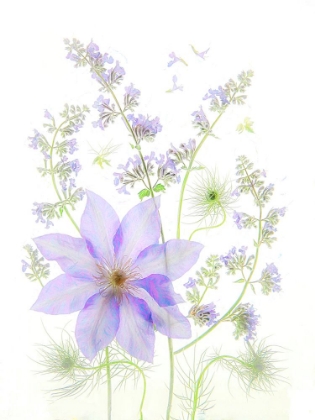 Picture of PURPLE CLEMATIS