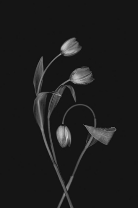 Picture of BENDING TULIPS