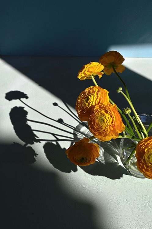 Picture of YELLOW BUTTERCUPS