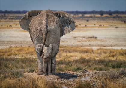 Picture of BABYELEPHANT