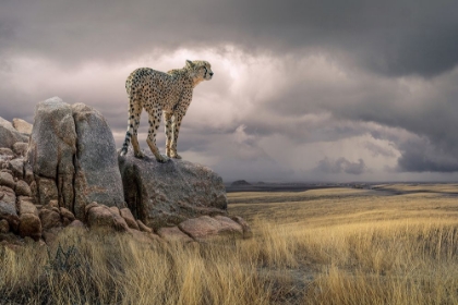 Picture of CHEETAHVIEW