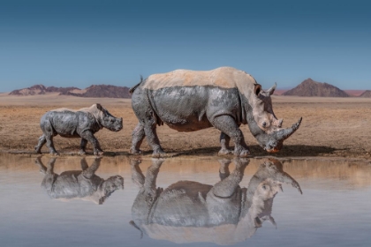 Picture of RHINOSWALK
