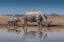 Picture of RHINOSWALK
