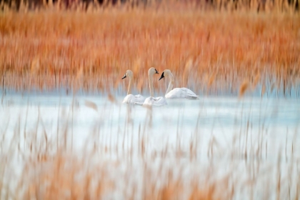 Picture of THREE WHITE SWANS