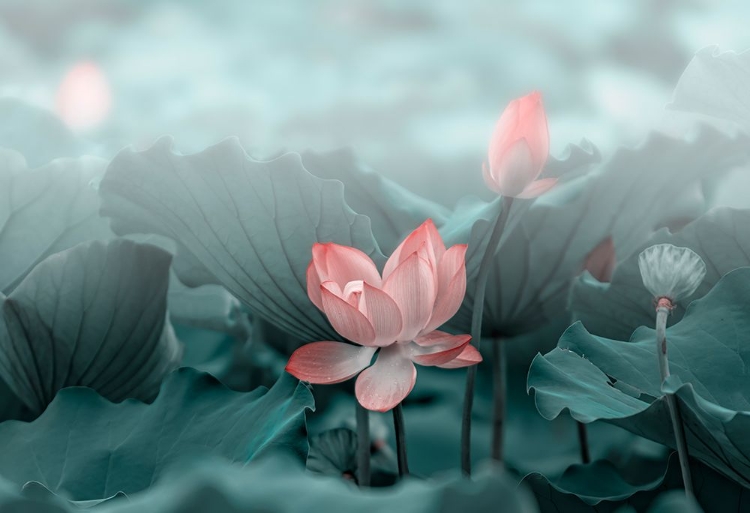 Picture of LOTUS FLOWER AND BUD