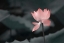 Picture of LOTUS FLOWER