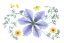 Picture of BLUE CLEMATIS