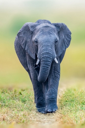 Picture of ELEPHANT