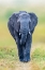 Picture of ELEPHANT