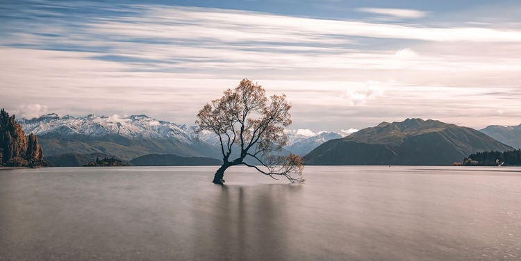 Picture of LONELY TREE