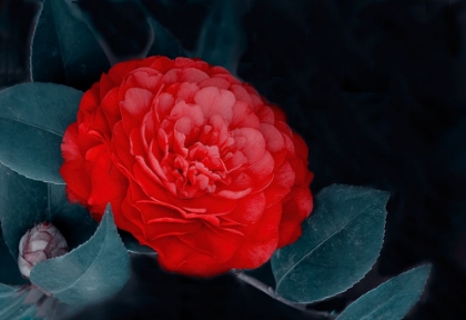 Picture of RED CAMELLIA FLOWER