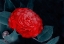 Picture of RED CAMELLIA FLOWER