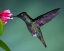 Picture of COSTA RICAN HUMMINGBIRD