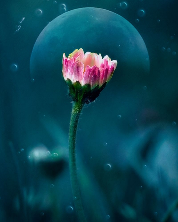 Picture of A FLOWER'S DREAM