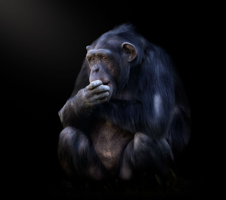 Picture of CHIMPANZEE