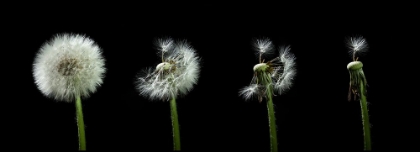 Picture of DANDELION FLOWER SEQUENZ