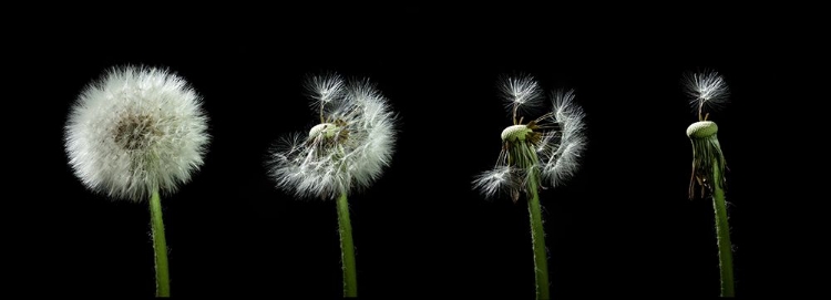 Picture of DANDELION FLOWER SEQUENZ