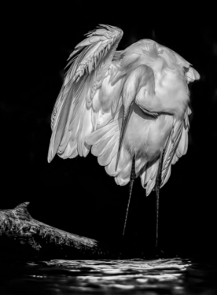 Picture of GREAT WHITE EGRET