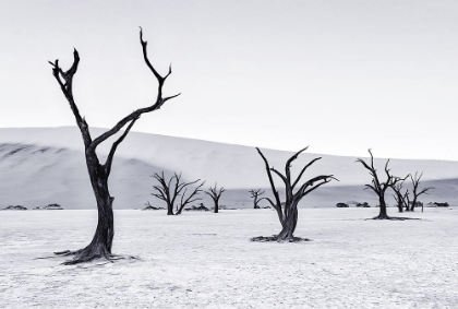 Picture of DEADVLEI