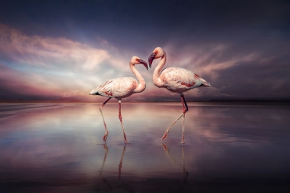 Picture of FLAMINGOLOVE