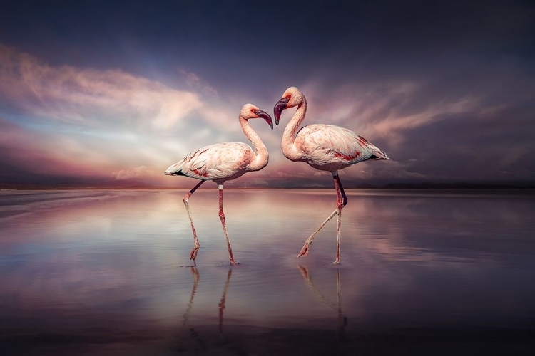 Picture of FLAMINGOLOVE