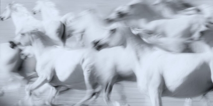 Picture of HERD OF WHITE ARABIAN MARES