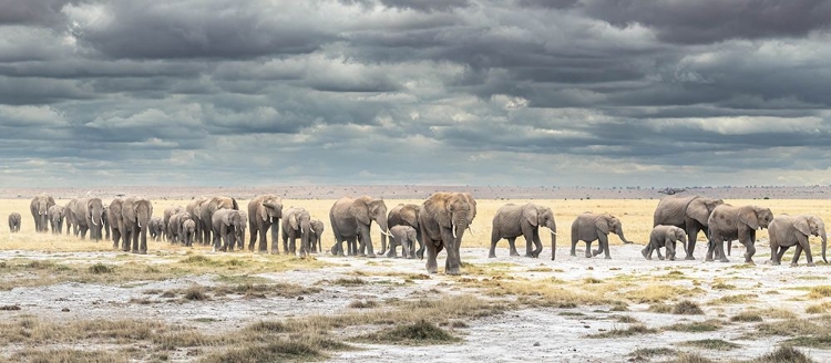 Picture of THE MARCH FOR SURVIVAL