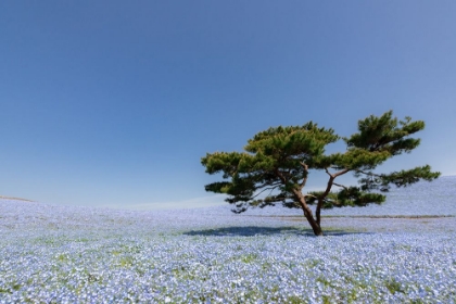 Picture of NEMOPHILA HILL