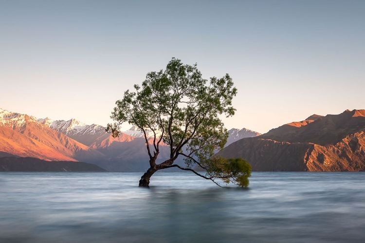 Picture of WANAKA TREE