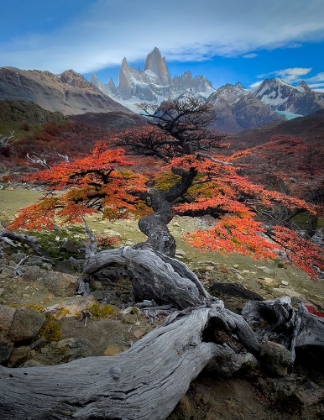 Picture of AUTUM IN FITZ ROY