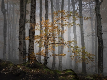 Picture of BOSQUE EN LA NIEBLA