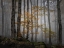 Picture of BOSQUE EN LA NIEBLA