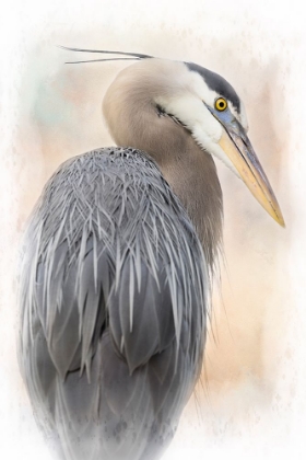 Picture of GREAT BLUE HERON PORTRAIT