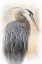 Picture of GREAT BLUE HERON PORTRAIT
