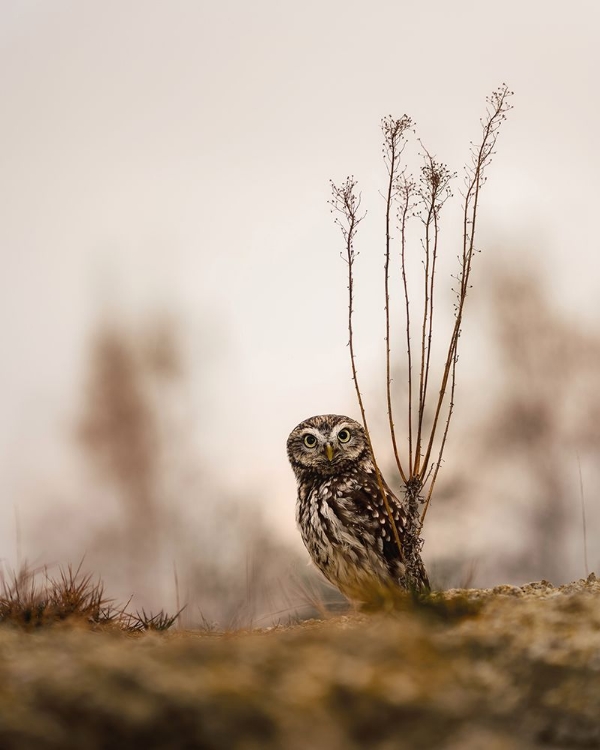 Picture of SCREECH OWL IN THE MORNING